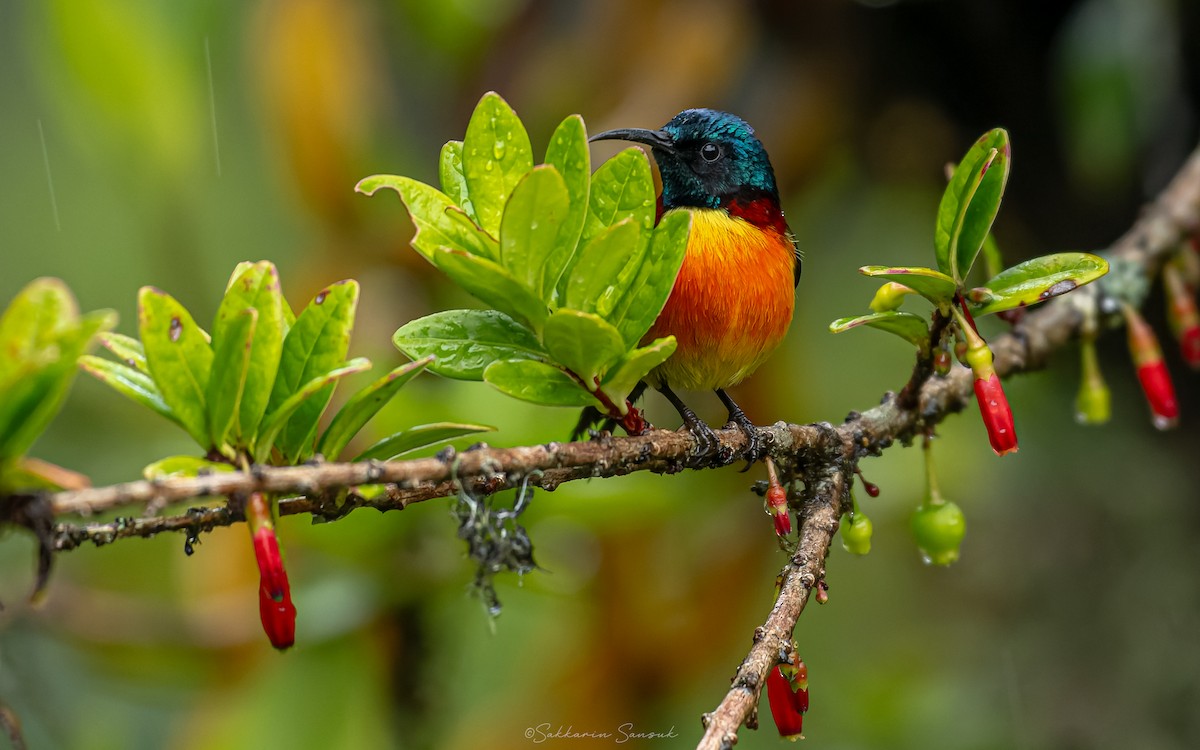 Green-tailed Sunbird (Doi Inthanon) - ML659108610