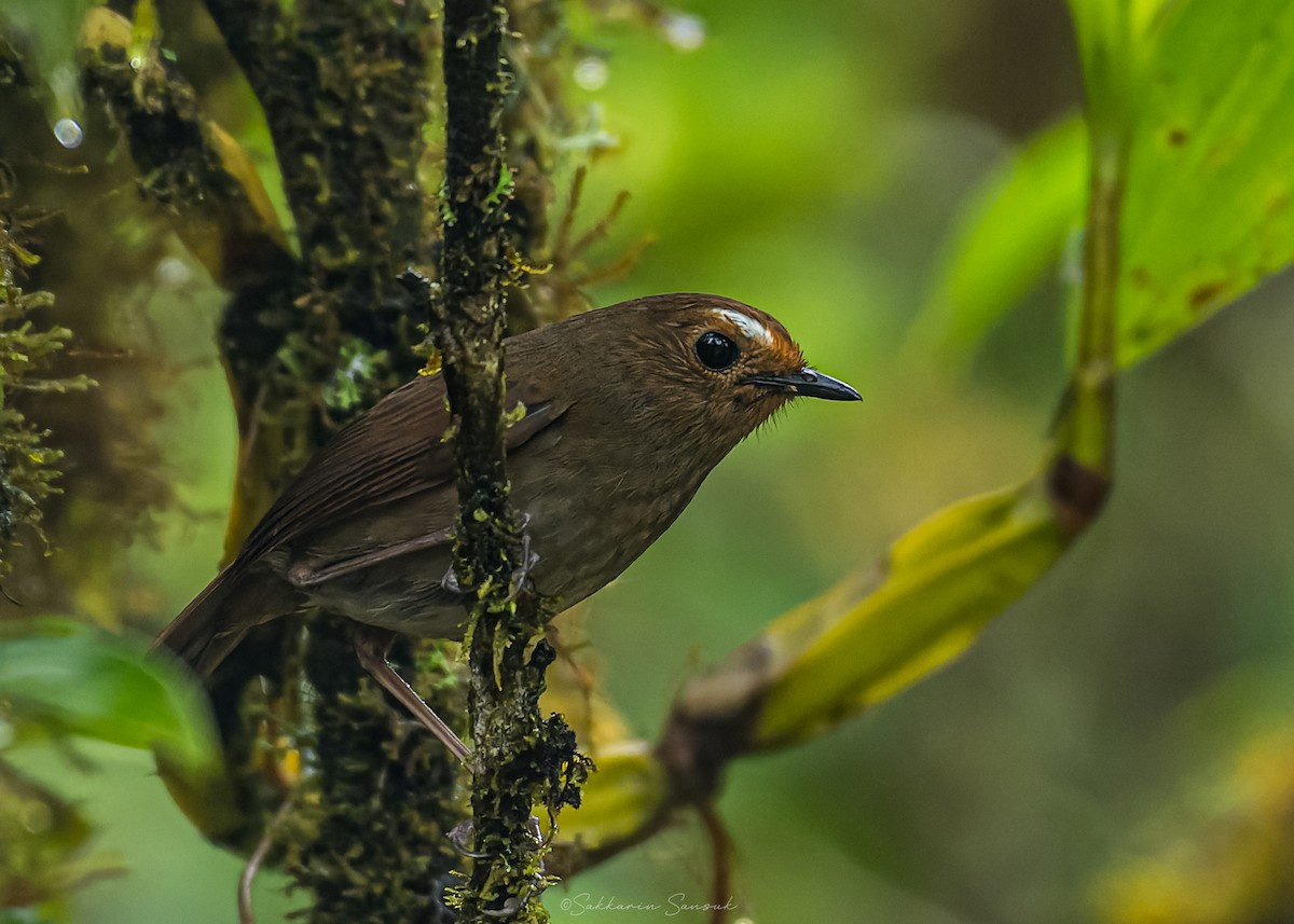 Himalayan Shortwing - ML659108618