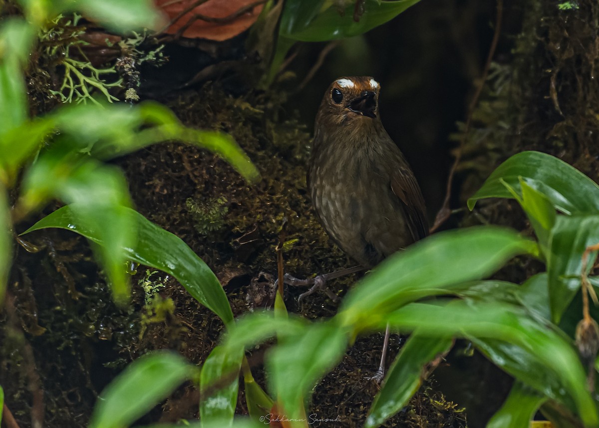 Himalayan Shortwing - ML659108619