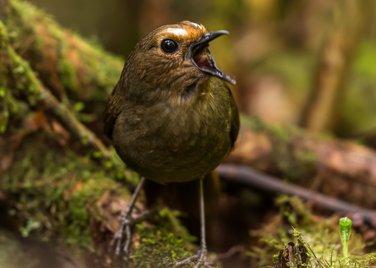 Himalayan Shortwing - ML659108620