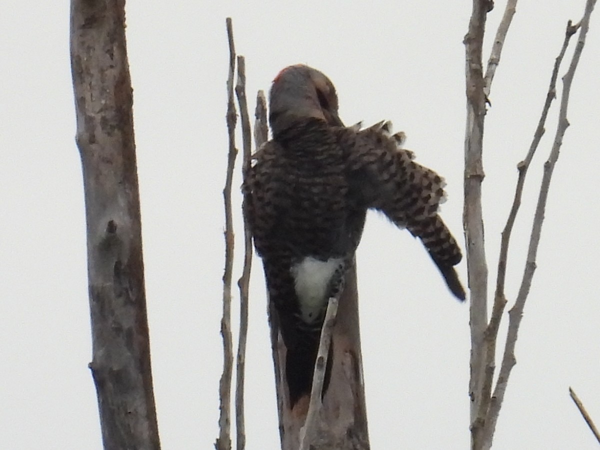 Northern Flicker - ML659109474