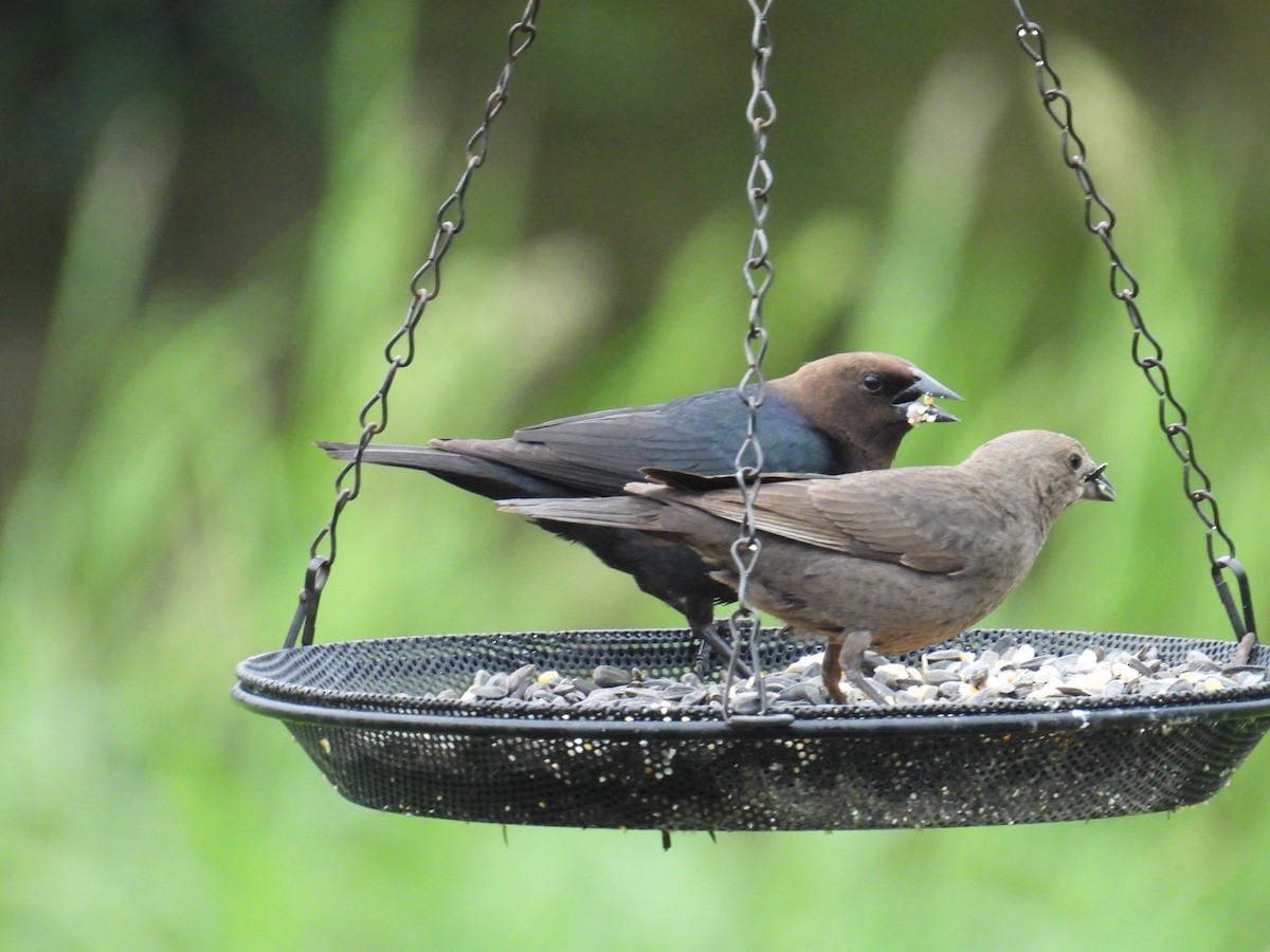 Brown-headed Cowbird - ML659109477