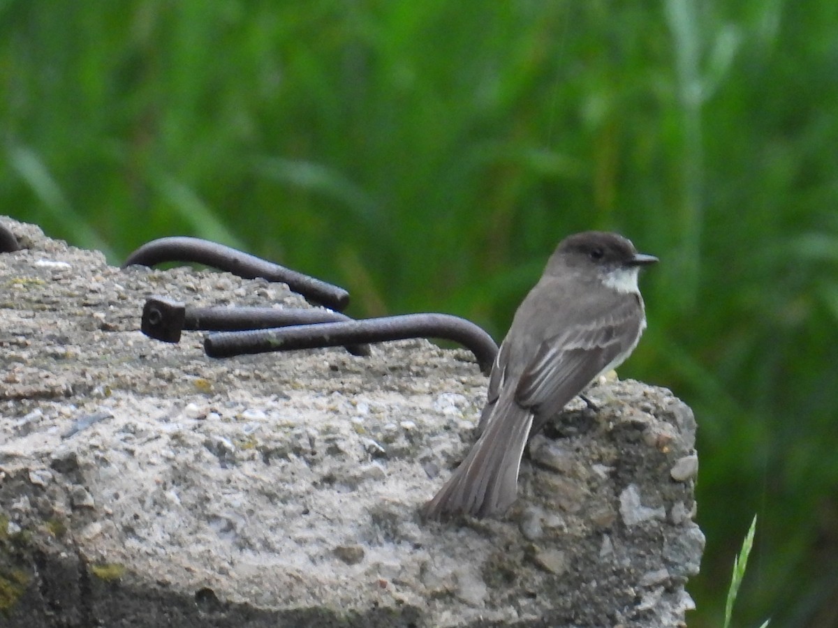 Eastern Phoebe - ML659109482