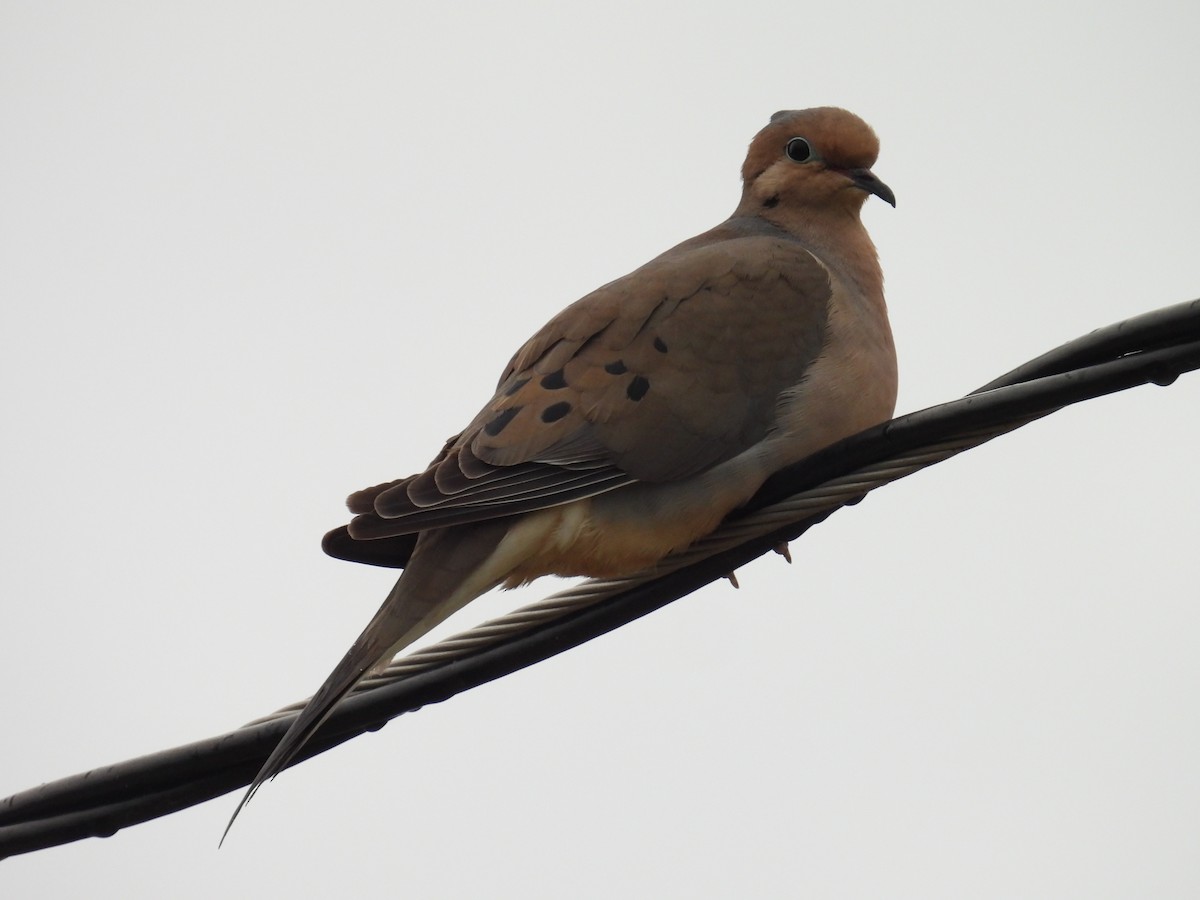 Mourning Dove - ML659109485