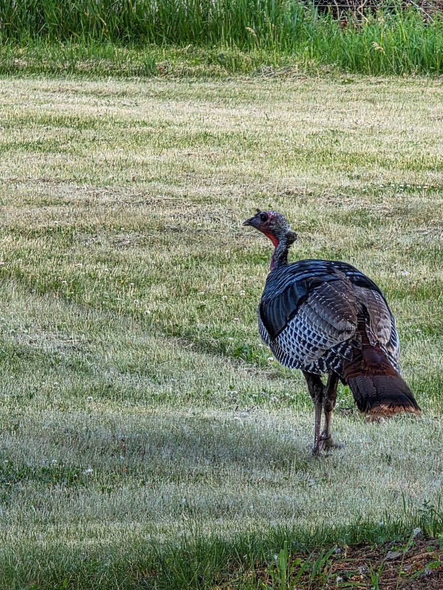 Wild Turkey - ML659109498