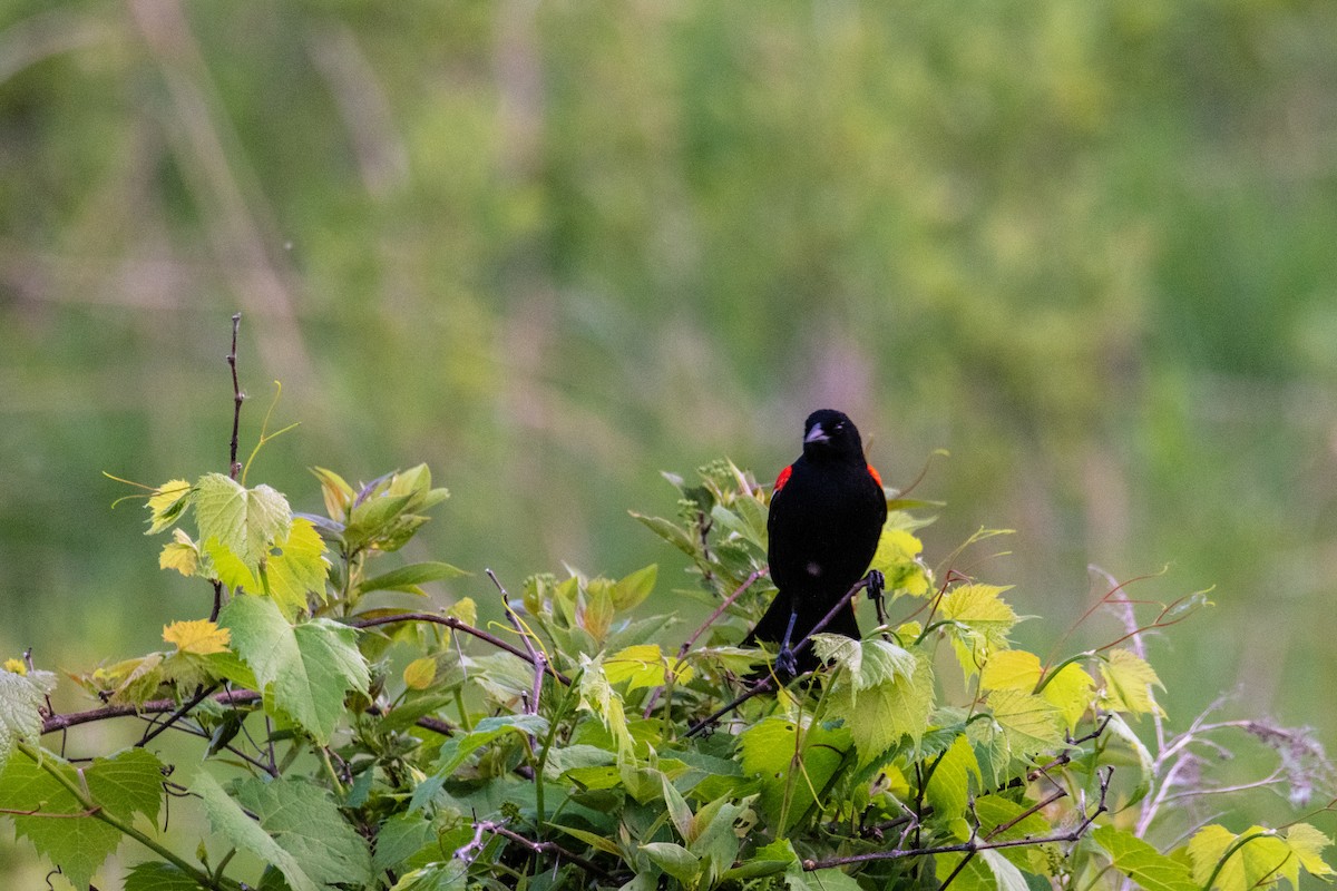Red-winged Blackbird - ML659109536