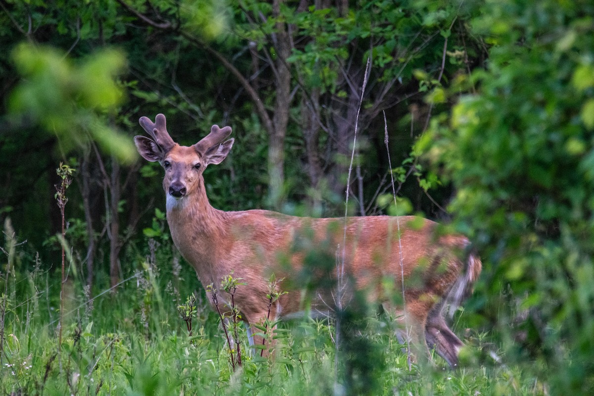 White-tailed Deer - ML659109560