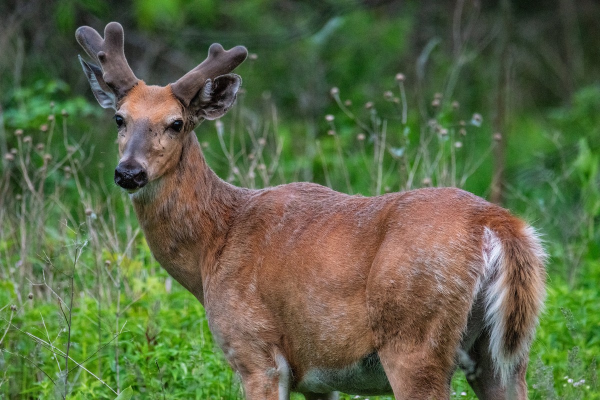 White-tailed Deer - ML659109561