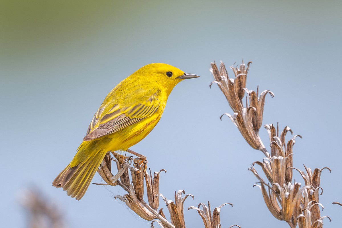 Northern Yellow Warbler - ML659109894