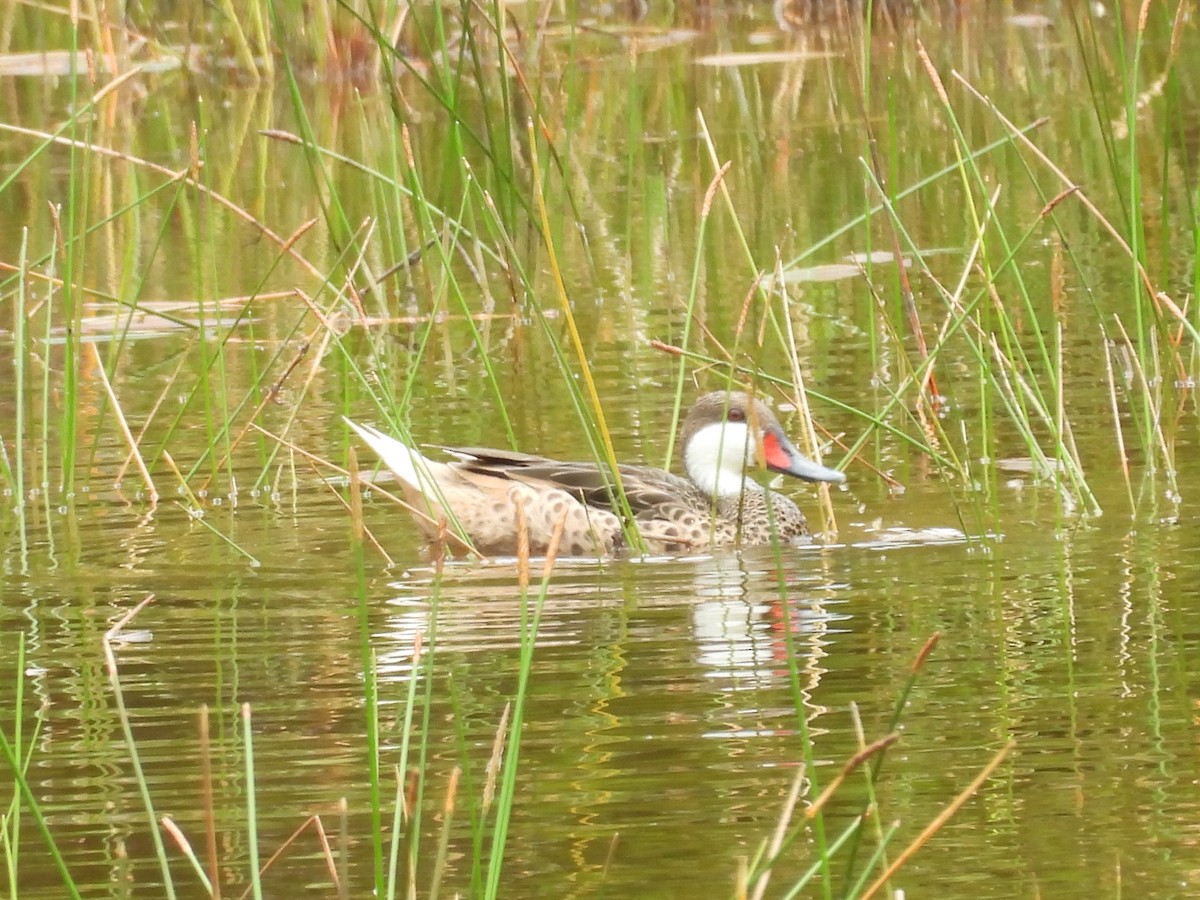 White-cheeked Pintail - ML659110210