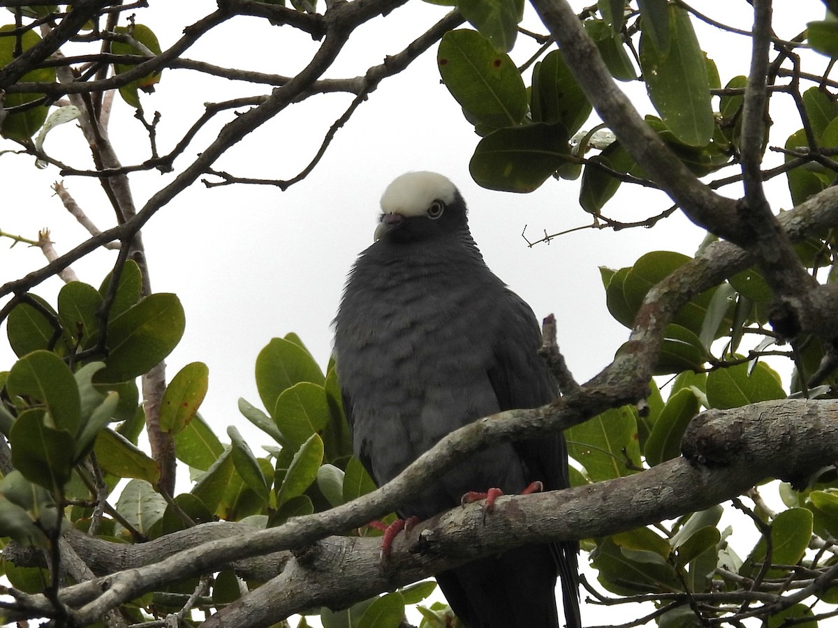 White-crowned Pigeon - ML659110217