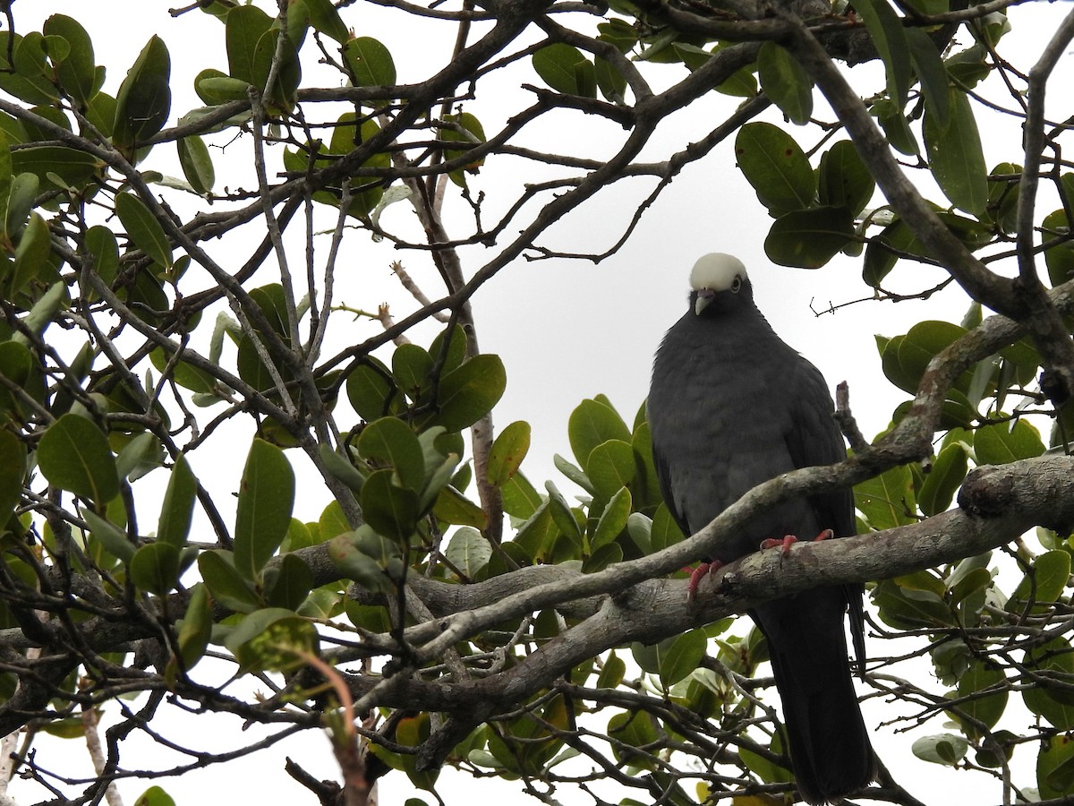 White-crowned Pigeon - ML659110218