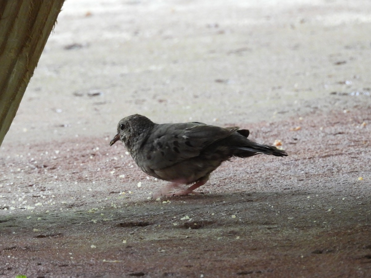 Common Ground Dove - ML659110233
