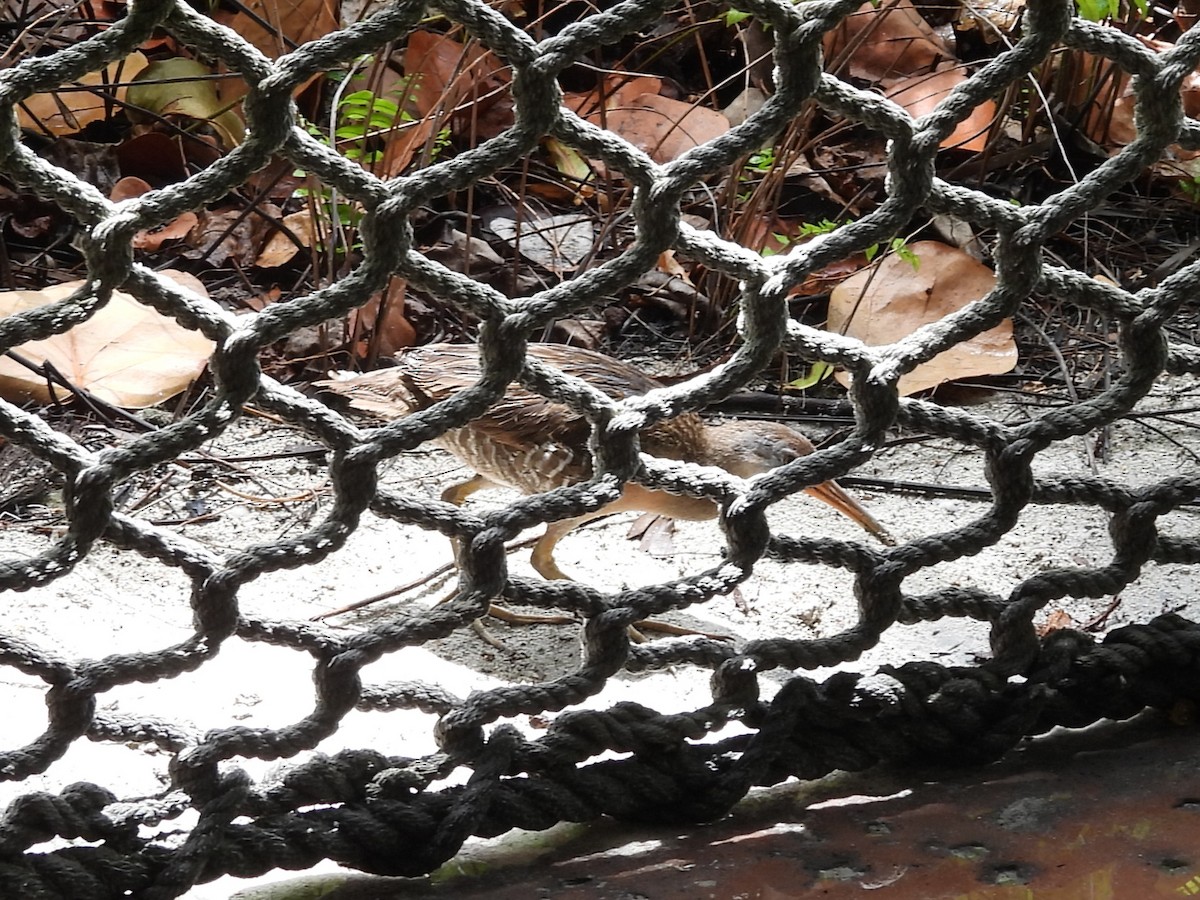 Clapper Rail - ML659110317