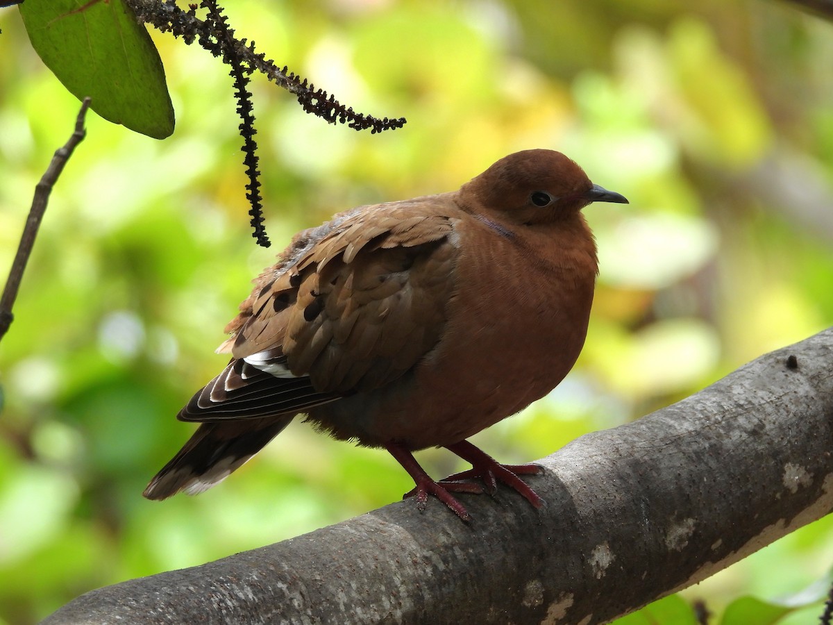Zenaida Dove - ML659110344