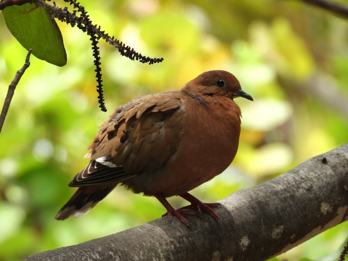 Zenaida Dove - ML659110345