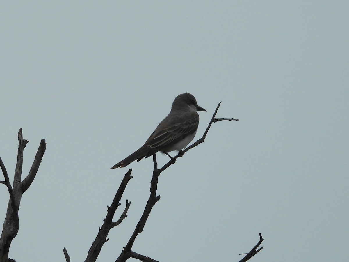 Gray Kingbird - ML659110409