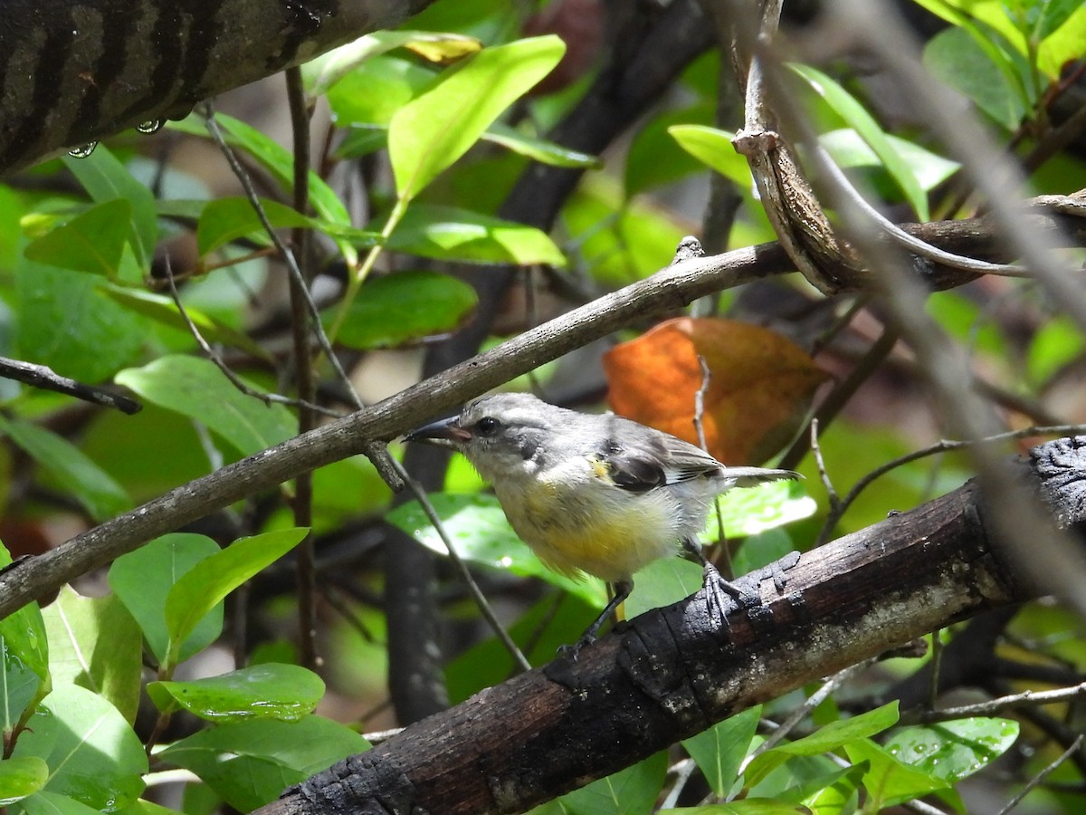 Bananaquit - ML659110472