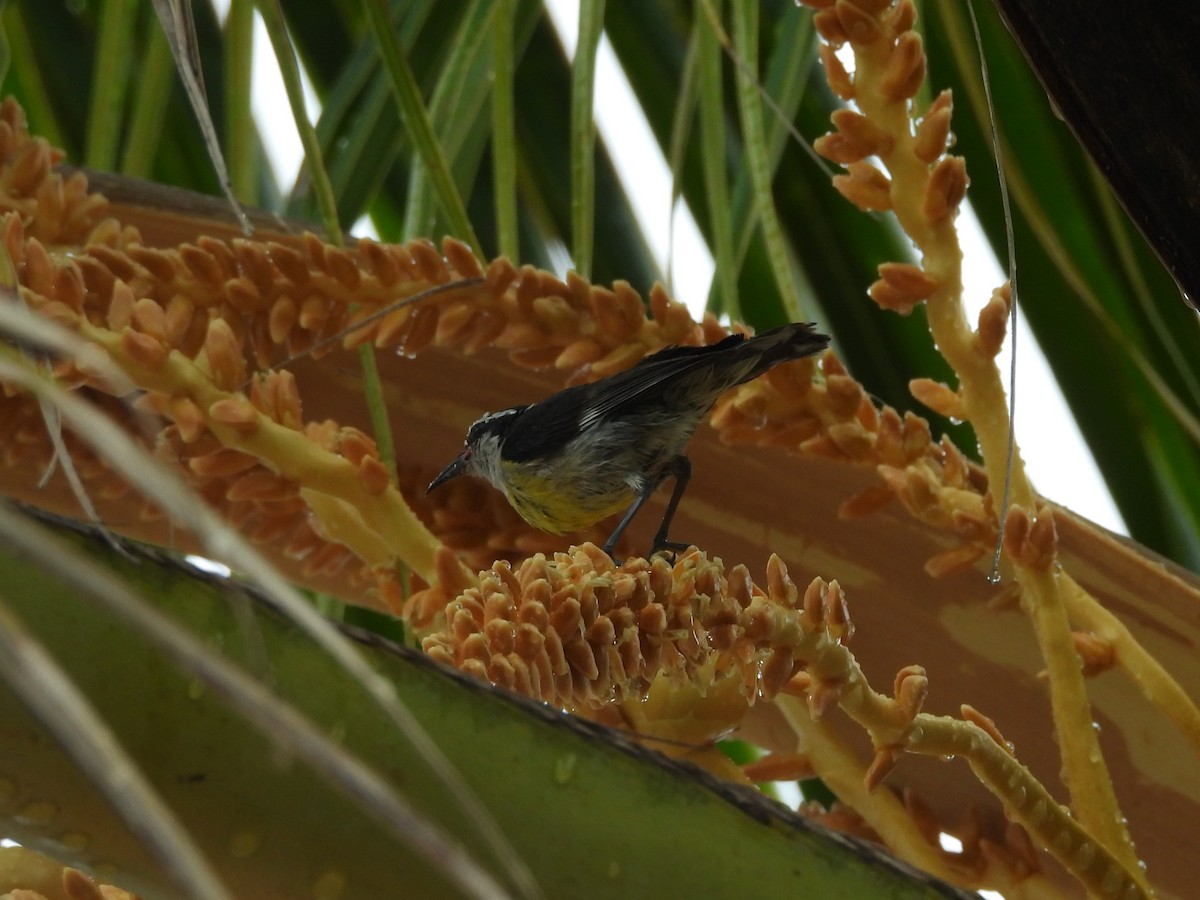 Bananaquit - ML659110473