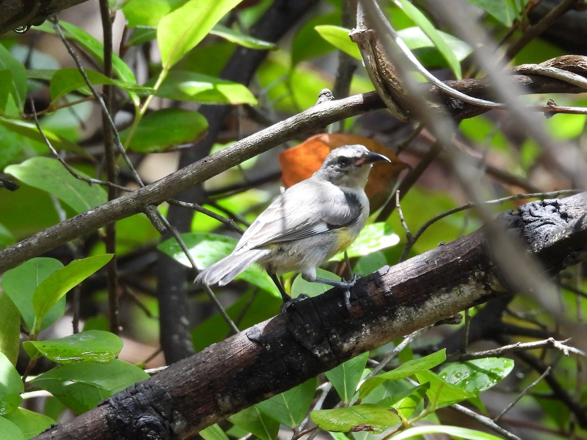 Bananaquit - ML659110474