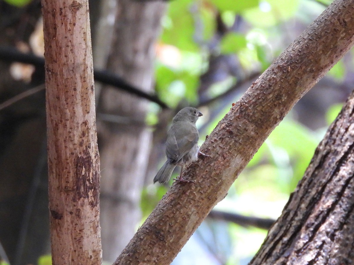 Black-faced Grassquit - ML659110491
