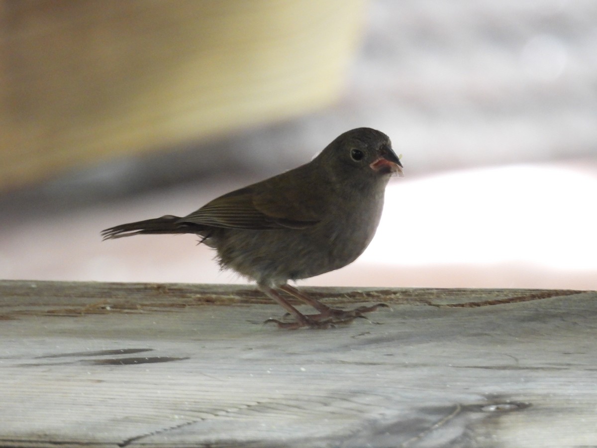 Black-faced Grassquit - ML659110492