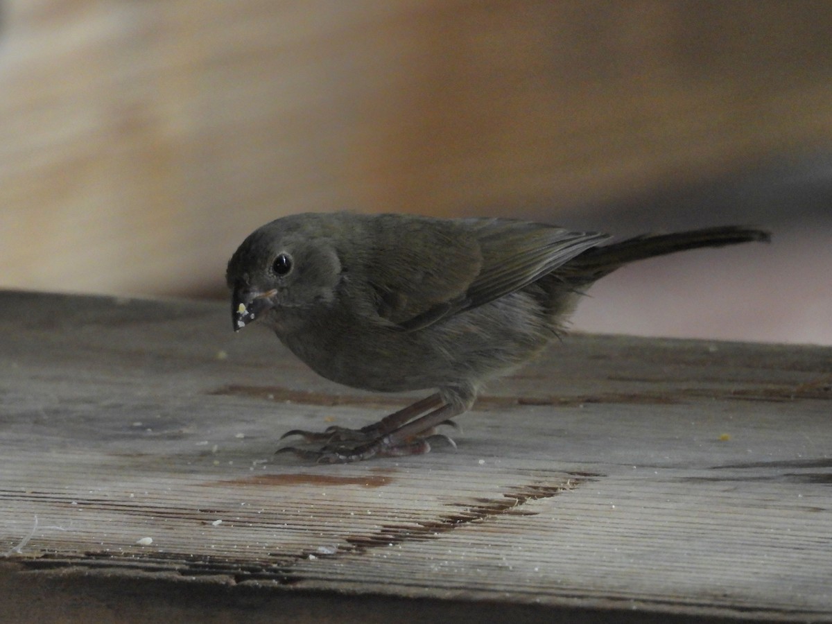 Black-faced Grassquit - ML659110493