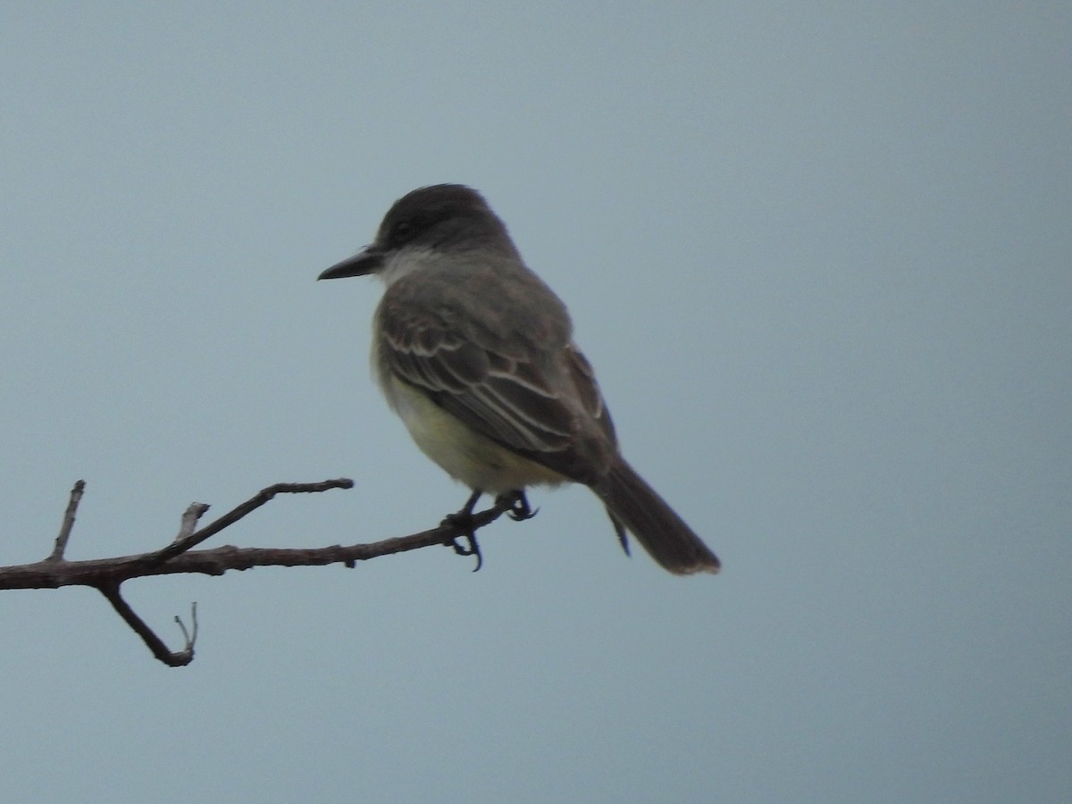 Loggerhead Kingbird - ML659110514