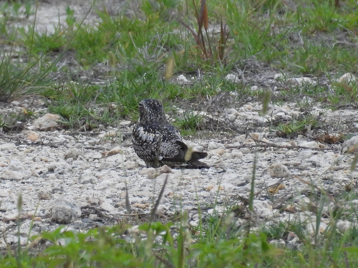 Antillean Nighthawk - ML659110522