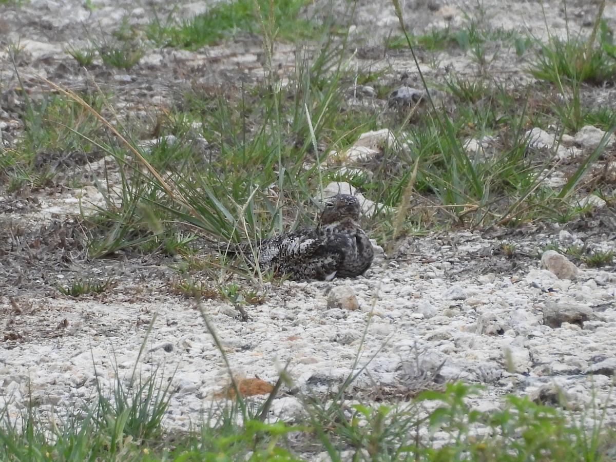 Antillean Nighthawk - ML659110523