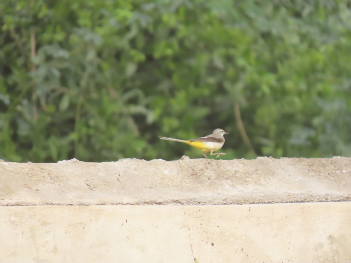 Gray Wagtail - ML659110995