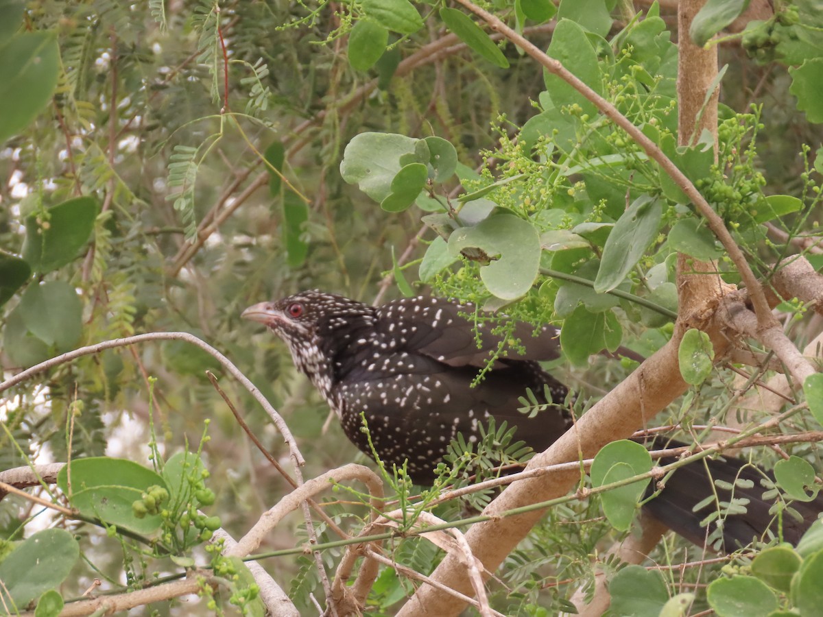 Asian Koel - ML659111019