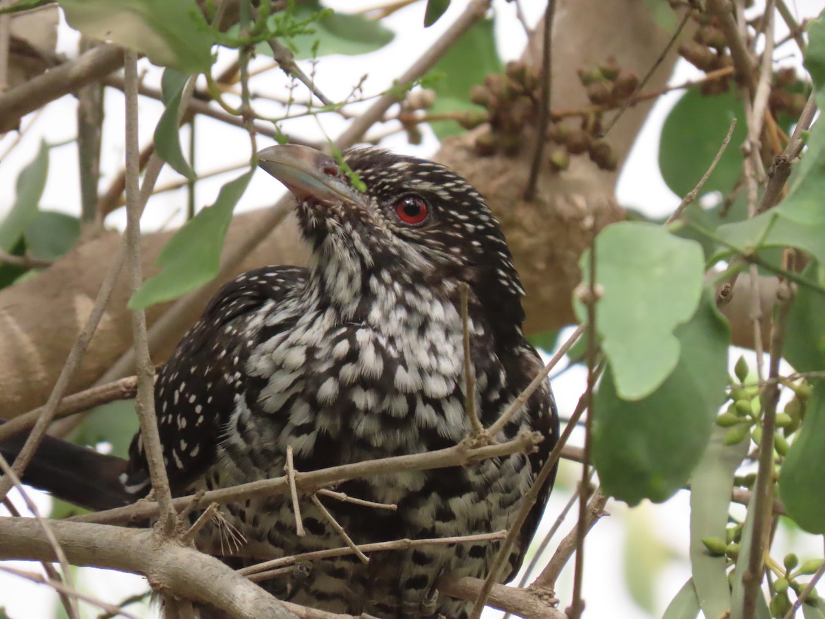 Asian Koel - ML659111020