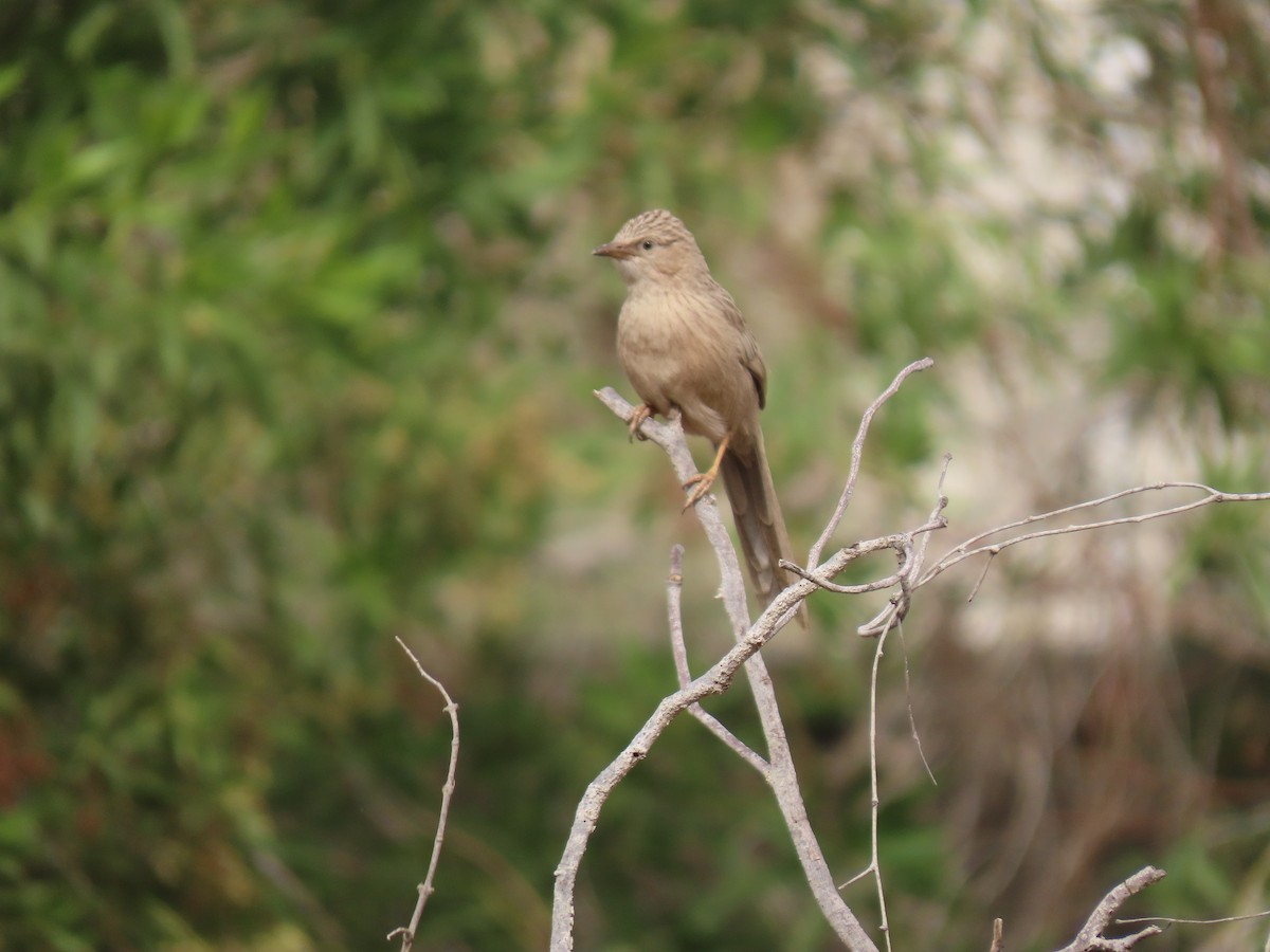 Afghan Babbler - ML659111028