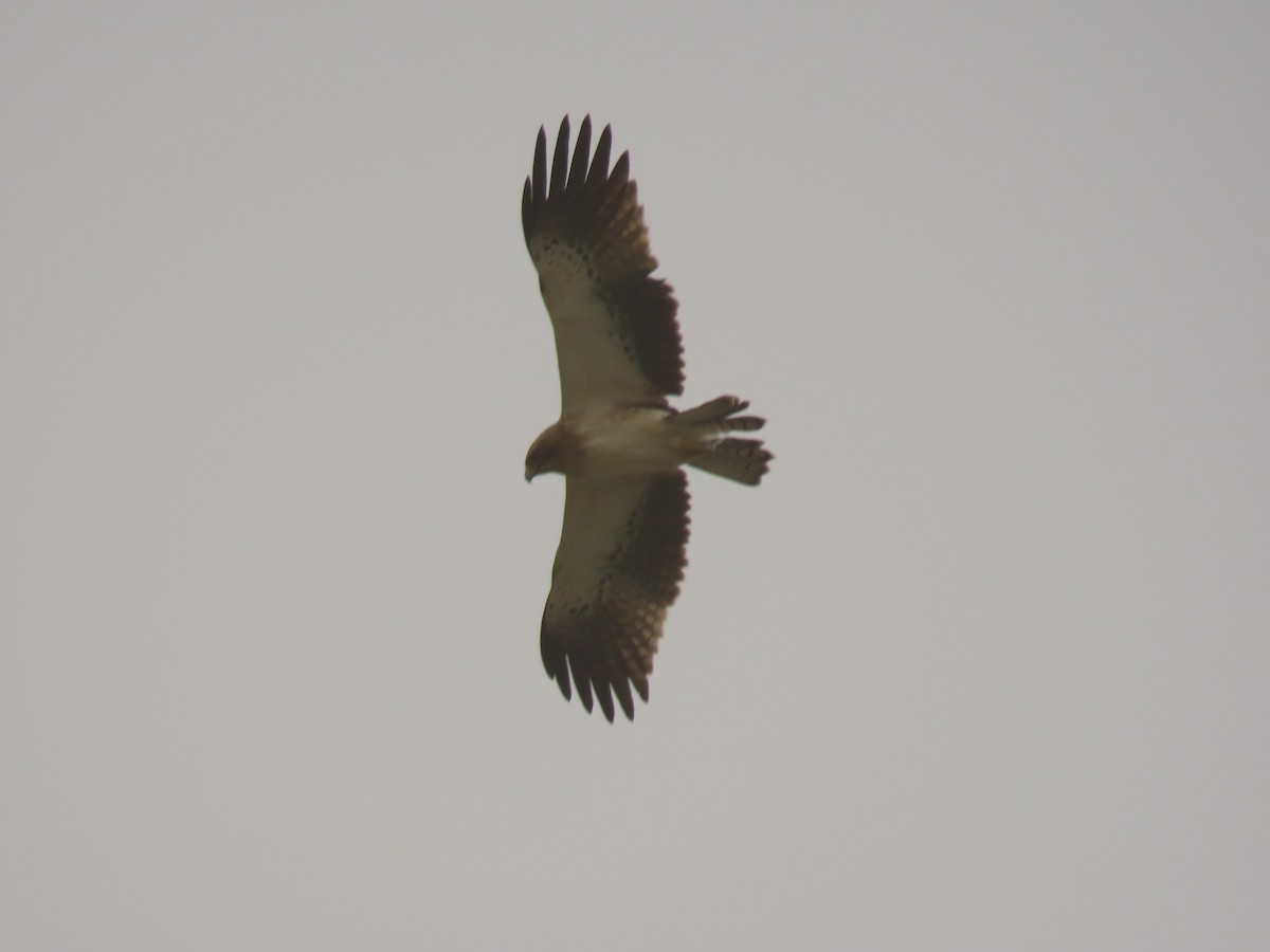 Booted Eagle - ML659111059