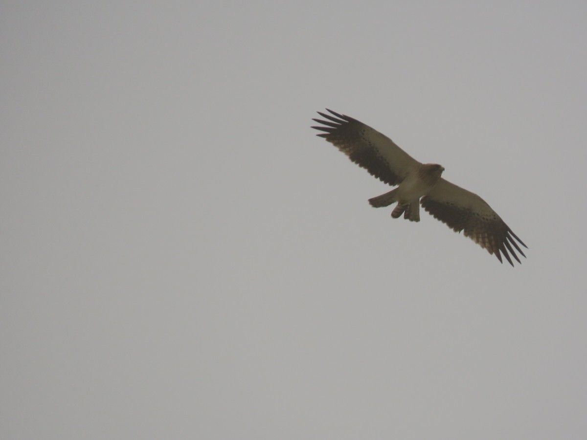 Booted Eagle - ML659111060