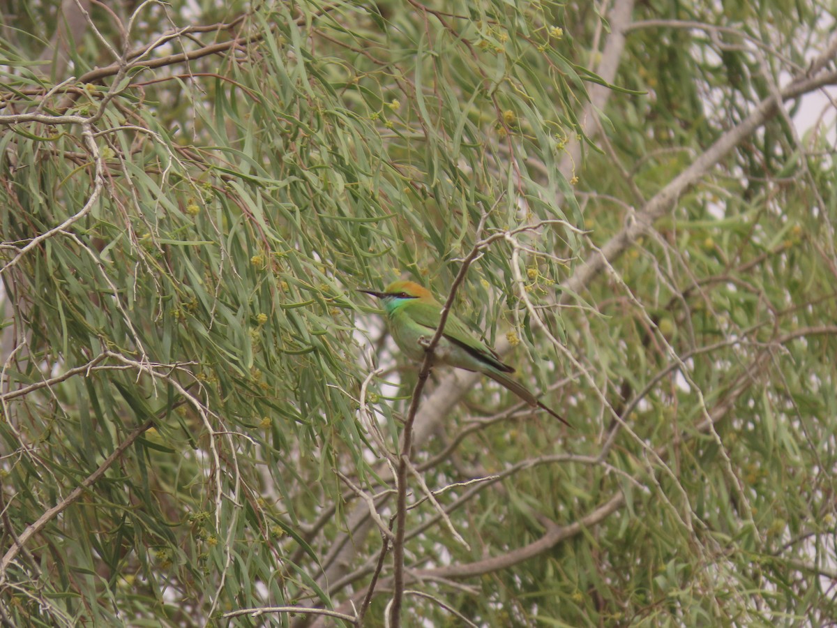 Asian Green Bee-eater - ML659111070