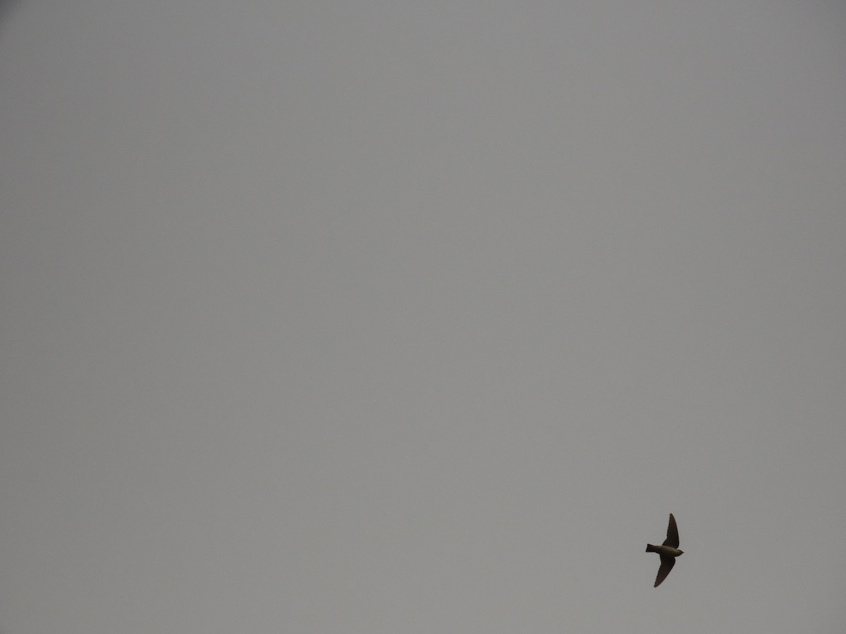 Pale Crag-Martin - ML659111092