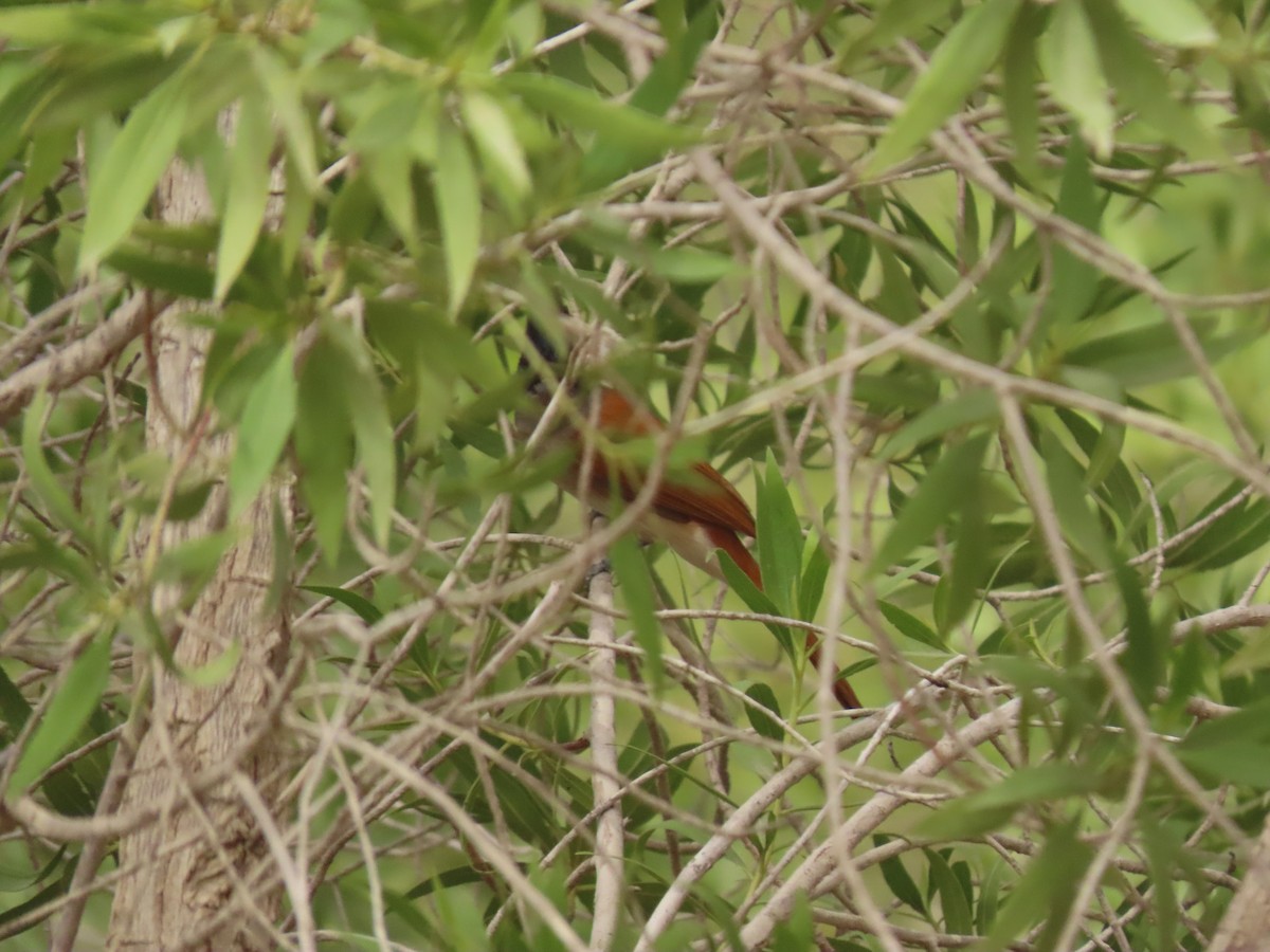 Indian Paradise-Flycatcher - ML659111103