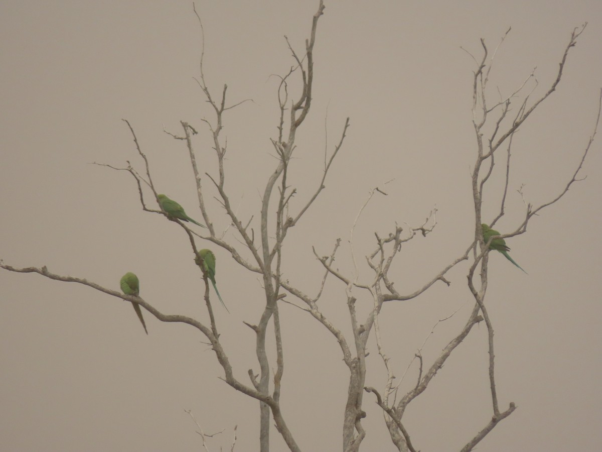 Rose-ringed Parakeet - ML659111116