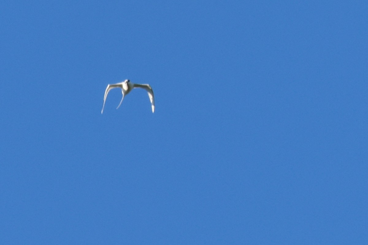 White-tailed Tropicbird - ML659111153