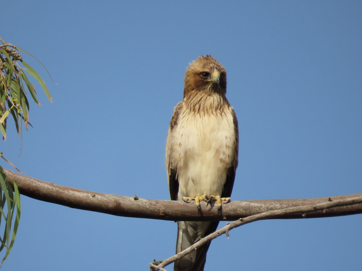 Booted Eagle - ML659111502
