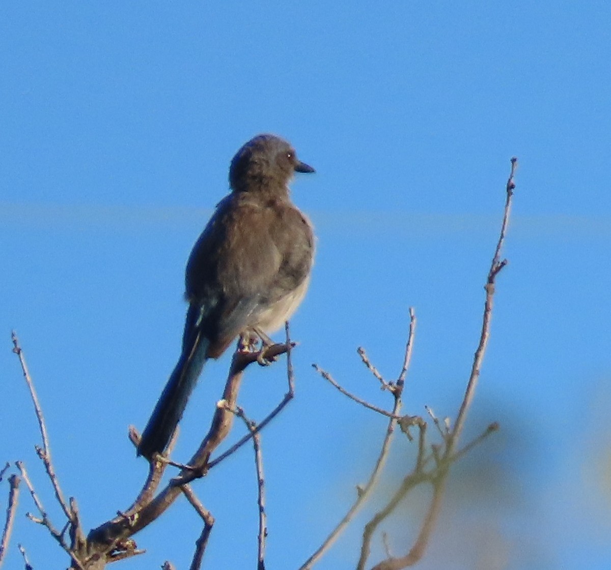 Woodhouse's Scrub-Jay - ML659111891