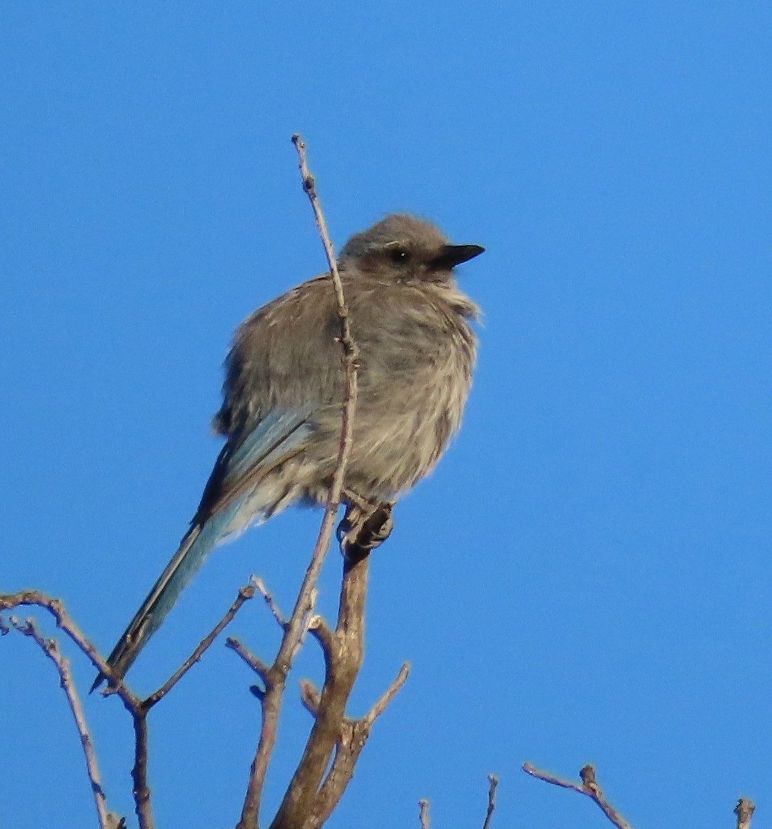 Woodhouse's Scrub-Jay - ML659111894