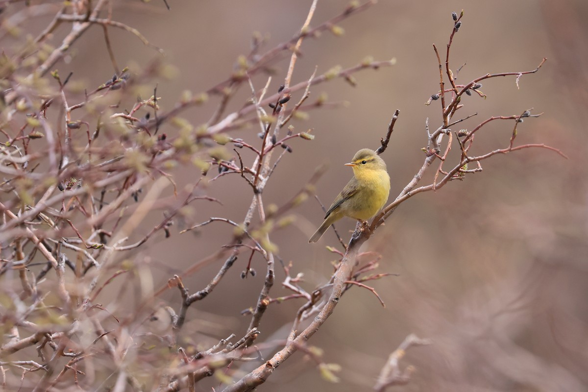 budníček velehorský (ssp. occisinensis) - ML659112197