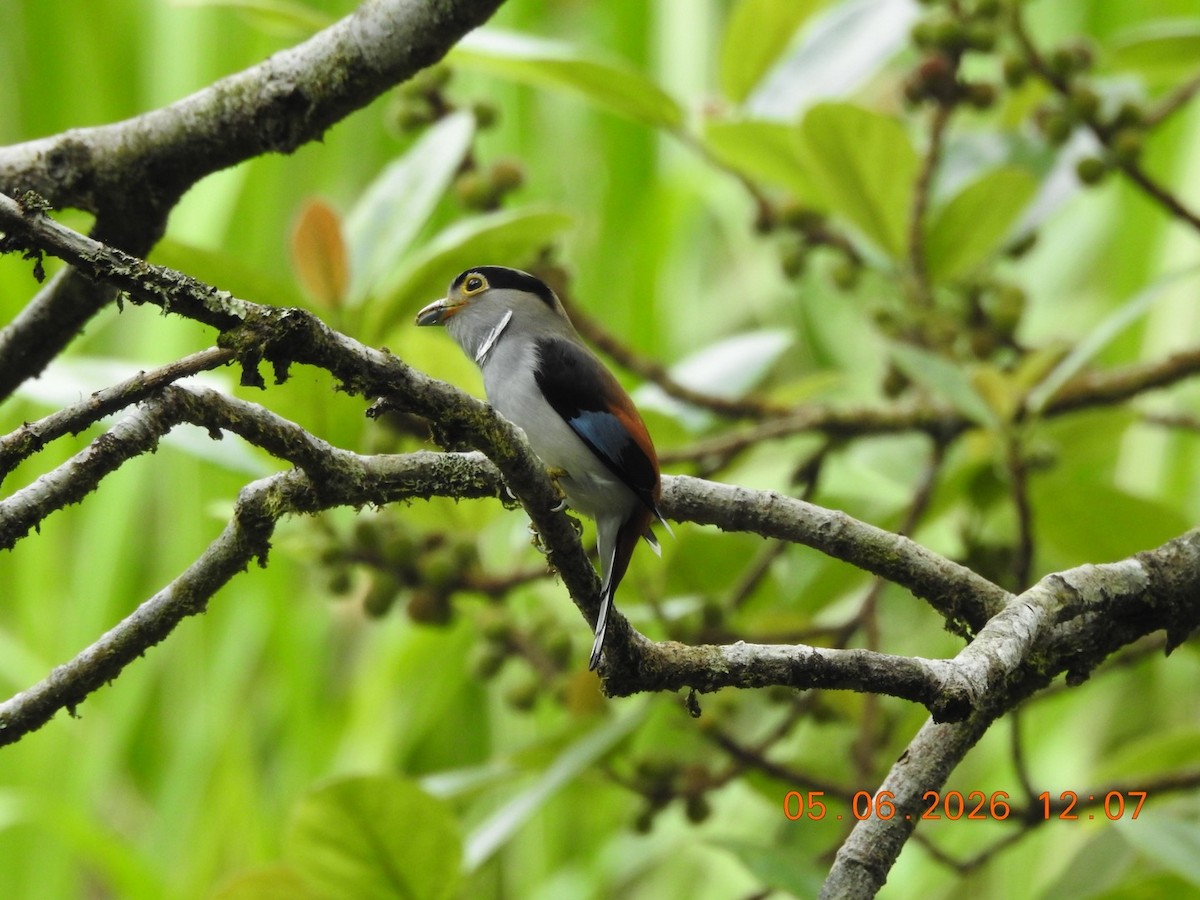 Silver-breasted Broadbill - ML659112218
