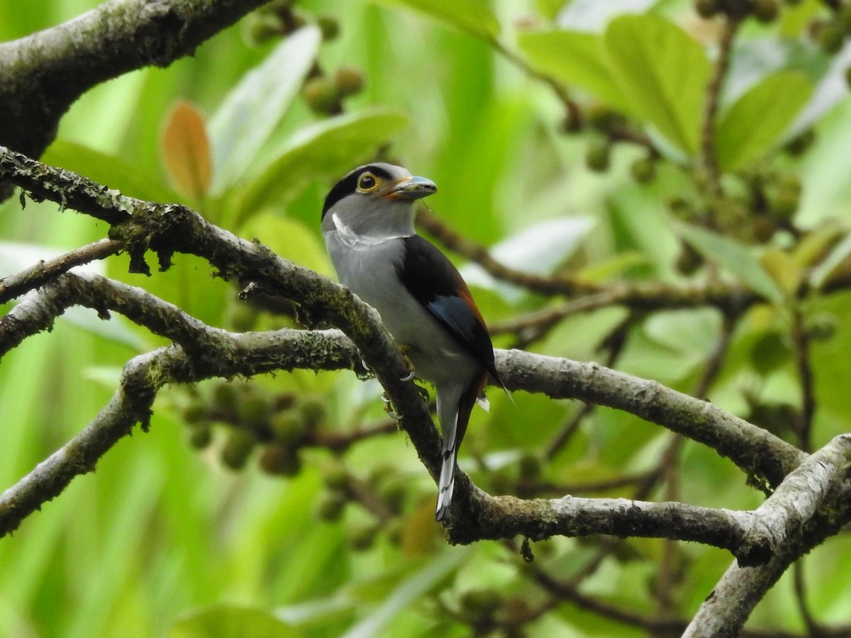 Silver-breasted Broadbill - ML659112219