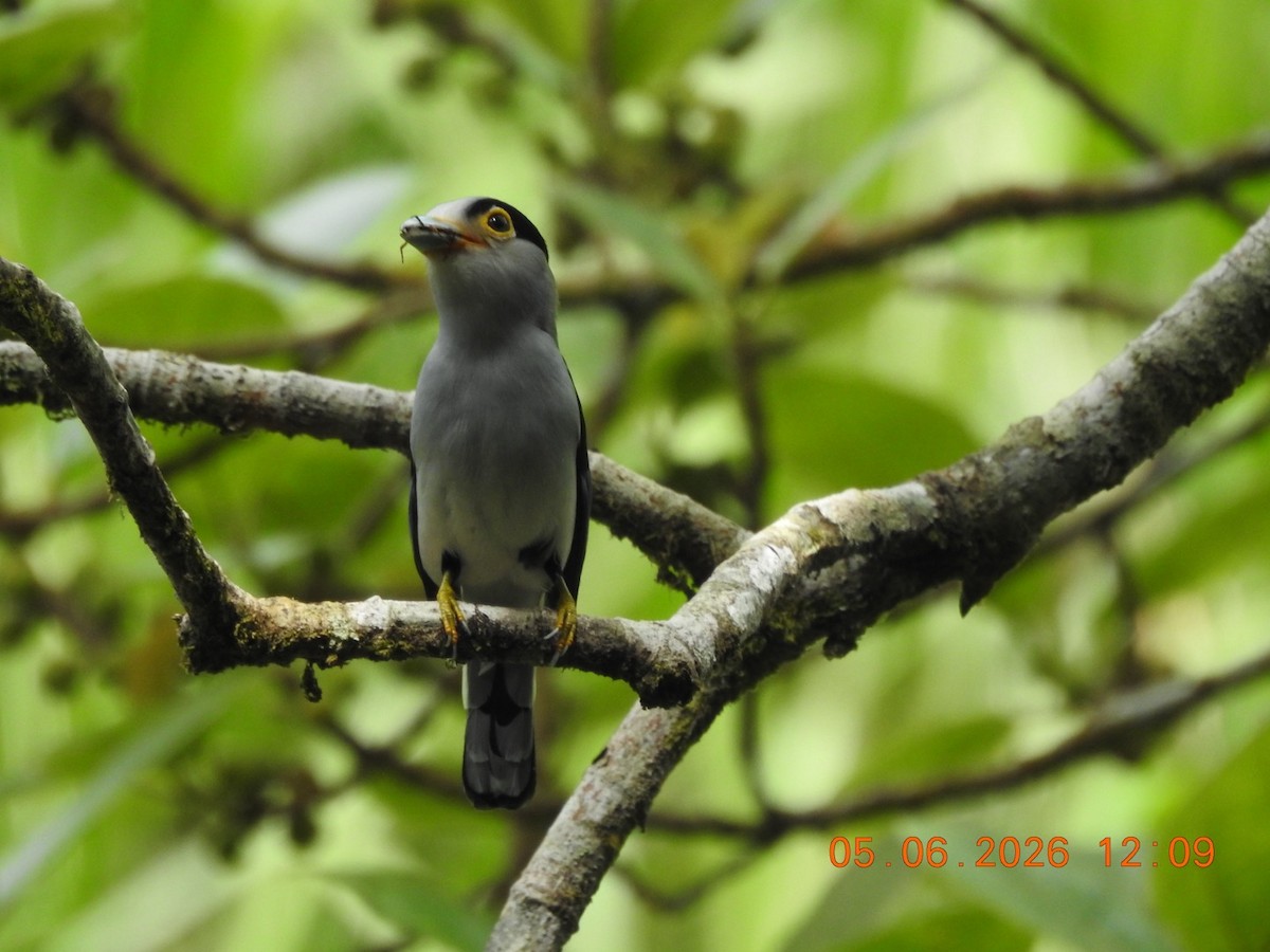 Silver-breasted Broadbill - ML659112220