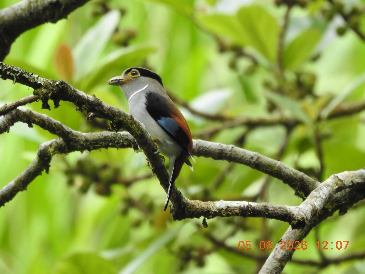 Silver-breasted Broadbill - ML659112221