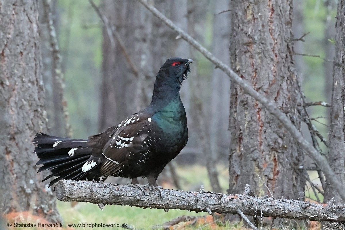 Steinauerhuhn - ML659112556